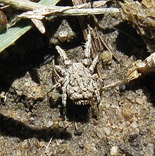 Acarien prédateur de taille macroscopique (de la famille des Caeculidae).