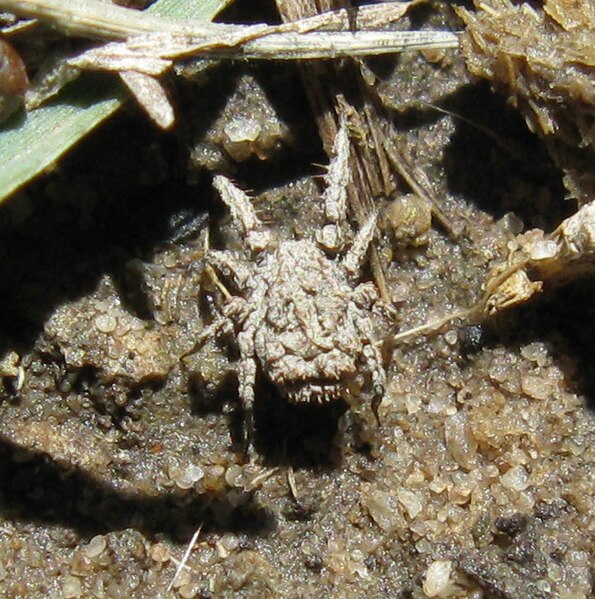 File:Predatory rake mite (Caeculidae), Uniondale, South Africa - 20101016.jpg