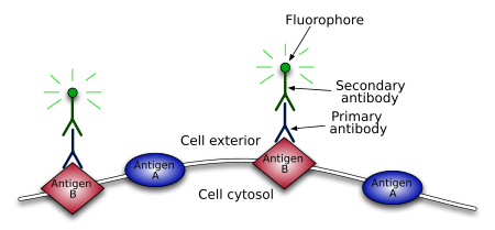 The primary antibody binds to an antigen (in red). A labeled secondary antibody (in green), then binds to the primary antibody. The label is then used to indirectly detect the antigen. Primary-Secondaryantibody.svg