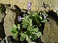 Primula marginata 'Sheila Denby'