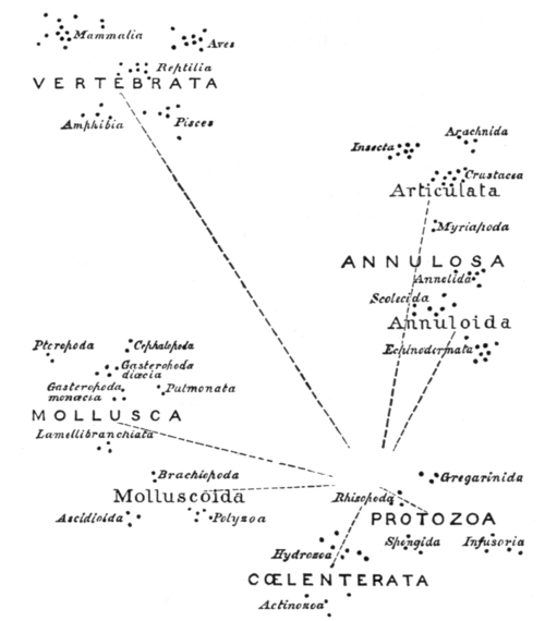 Relations in the Animal Kingdom (after Huxley)