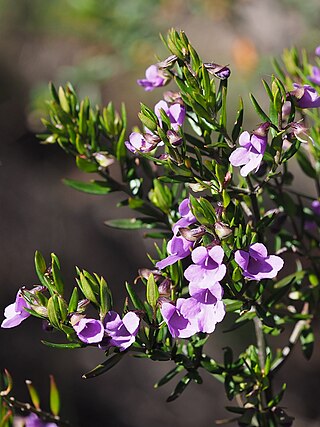 <i>Prostanthera scutellarioides</i> Species of plant