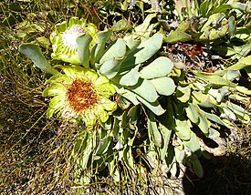 Protea laevis 15087779.jpg