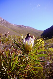 Protea longifolia (4).JPG