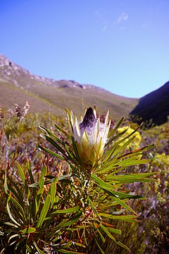 Description de l'image Protea longifolia (4).JPG.