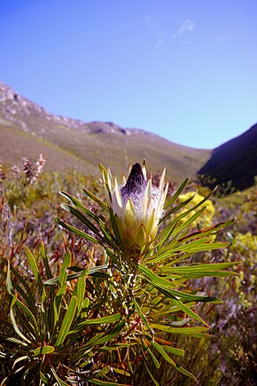 Popis obrázku Protea longifolia (4) .JPG.