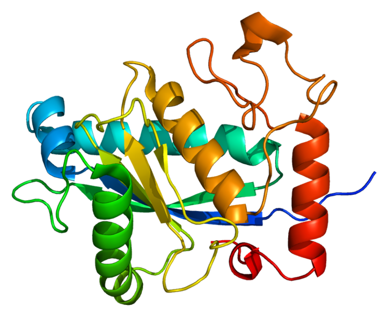 Protein ADAM33 PDB 1r54.png