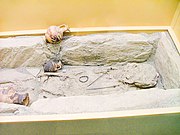 Protogeometric burial of a girl (c. 1000 BC.). AGMA 02.jpg