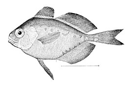 Psenes pellucidus