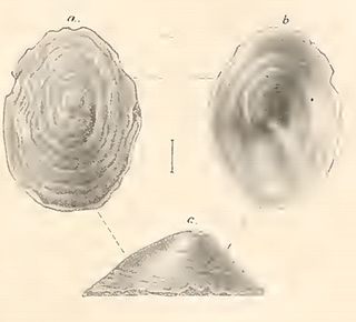 <i>Pseudococculina</i> Genus of gastropods