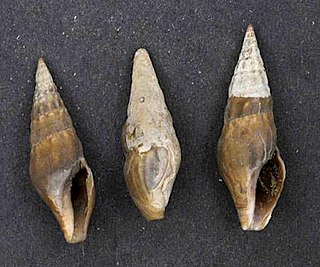 <i>Pseudomelatoma moesta</i> Species of gastropod