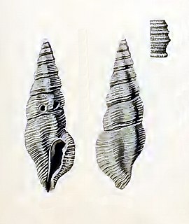 <i>Pseudorhaphitoma multigranosa</i> Species of gastropod