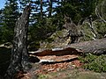 Pseudotsuga menziesii