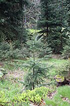 Young tree, Hvězda, Czech Republic