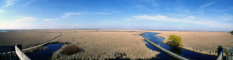 File:Pt Pelee Marsh Boardwalk.jpg