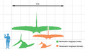 A Pteranodon és az ember méretének összehasonlítása