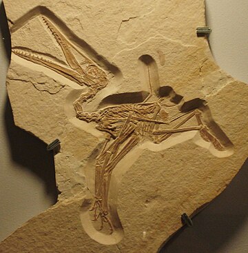 Pterodactylus antiquus