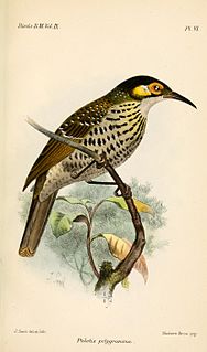 <span class="mw-page-title-main">Spotted honeyeater</span> Species of bird