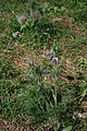 Berg-Kuhschelle (Pulsatilla montana)