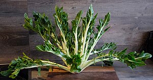 Puntarelle stehend.jpg