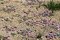 Pussypaws (Cistanthe umbellata) alpine garden