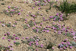 Cistanthe umbellata