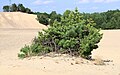 * Nomination Pinus in the Siedlecka desert, Poland. By User:Przykuta --Mechanik rowerowy 09:27, 19 December 2023 (UTC) * Promotion  Support Good quality. --C messier 22:13, 27 December 2023 (UTC)