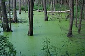 Swamp in Białowieża Forest, on the Polish-Belarusian border