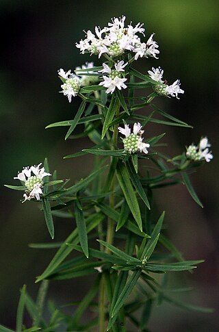 <i>Pycnanthemum virginianum</i> Species of flowering plant