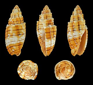 <i>Quasimitra puncticulata</i> Species of gastropod