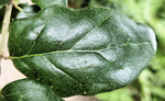 Thumbnail for File:Quercus agrifolia leaf top side.png