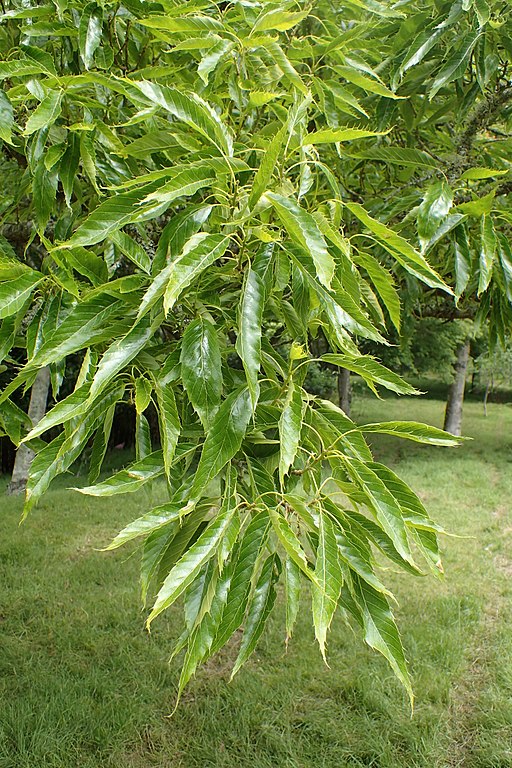 Quercus chenii kz01