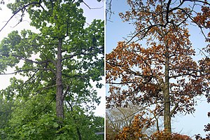 5월(왼쪽)과 10월의 신갈나무
