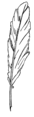 Quill 2 (PSF).png