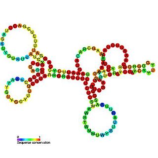 Tombusvirus 5 UTR