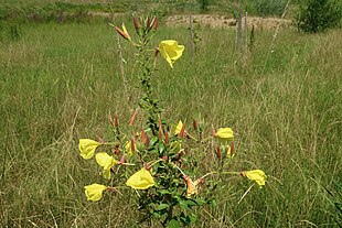 Toårig natlys (Oenothera biennis) - habitat. Foto: Clemens Stockner.