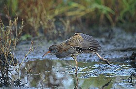 Rallus aquaticus