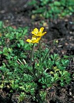 Ranunculus pimpinellifolius.jpg