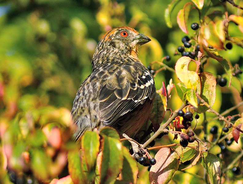 File:Rara Macho, Chiguayante Febrero 2012.jpg