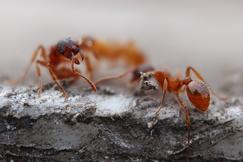 File:Red ants right next to their house.jpg