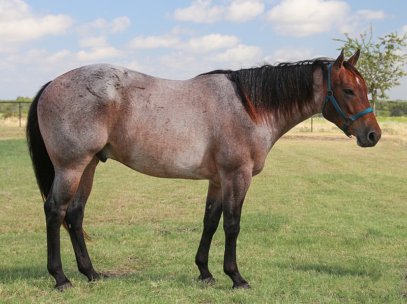 File:Red roan Quarter Horse.jpg