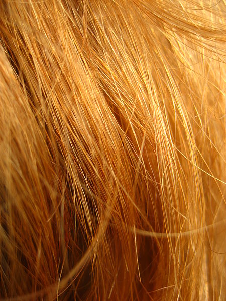 File:Redhead close up.jpg
