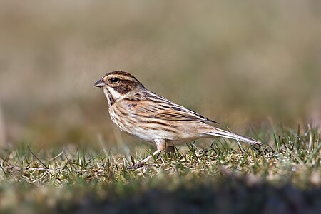 Reed Bunting.jpg