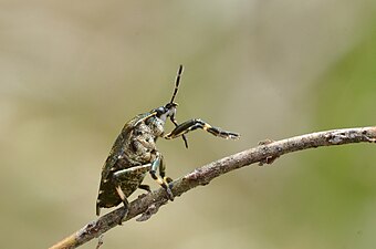 Rhacognathus punctatus