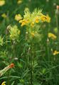 Grannen-Klappertopf (Rhinanthus glacialis s.lat.)