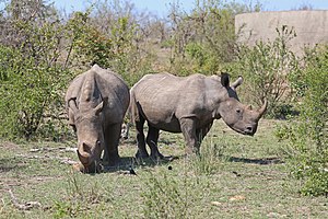 Parc National Kruger: Historique, Plantes, Oiseaux