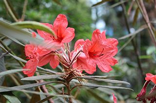 <i>Rhododendron griersonianum</i> Species of plant