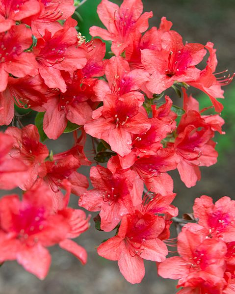 File:Rhododendron kaempferi (Torch Azalea) (27432130422).jpg