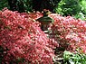 Rhododendron Park (Bremen, 2007)