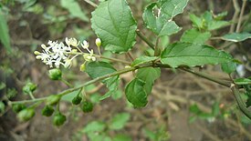 Verimarjan (Rivina humilis) kukinto.